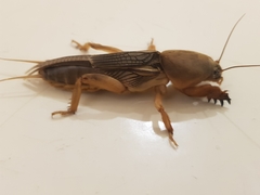 Gryllotalpa