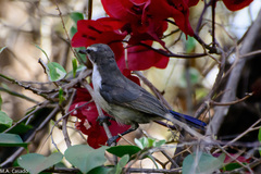 Anthreptes orientalis