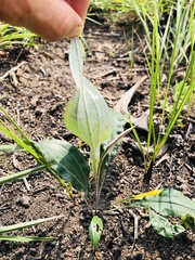 Helichrysum allioides