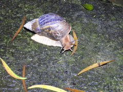 Lissachatina immaculata