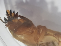 Gryllotalpa