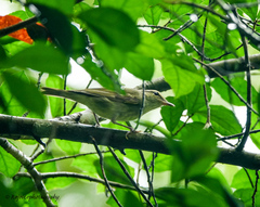 Phylloscopus magnirostris