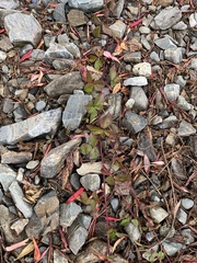 Rubus hispidus
