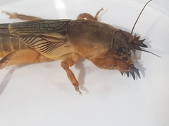 Gryllotalpa