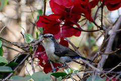 Anthreptes orientalis