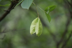 Staphylea pringlei