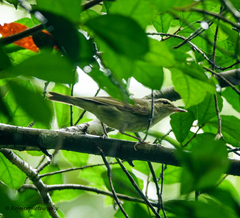 Phylloscopus magnirostris