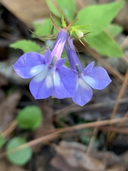 Lobelia amoena