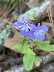 Lobelia amoena