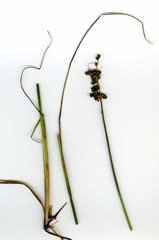 Juncus compressus