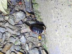 Opisthoplatia orientalis