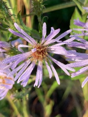 Symphyotrichum elliottii