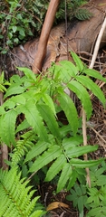 Sambucus gaudichaudiana