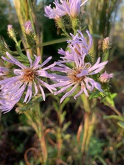 Symphyotrichum elliottii