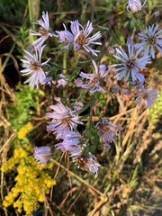 Symphyotrichum elliottii