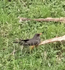 Turdus abyssinicus