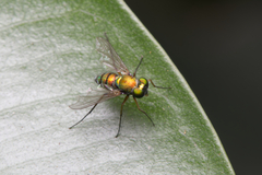 Chrysosomatini