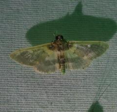 Apilocrocis brumalis