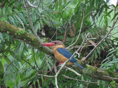 Pelargopsis capensis