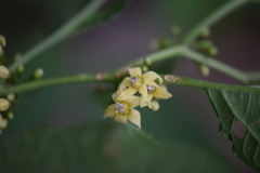 Witheringia mexicana