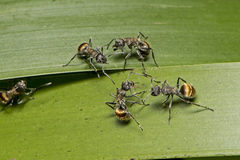 Polyrhachis aurea