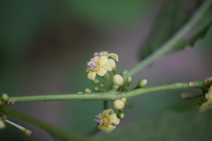 Witheringia mexicana