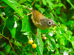 Grey-Cheeked Fulvetta photo 3