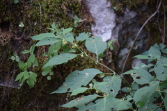 Witheringia mexicana