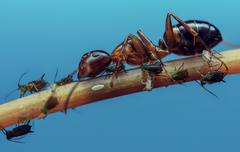 Camponotus subbarbatus