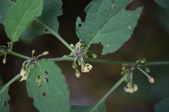 Witheringia mexicana