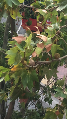 Platanus