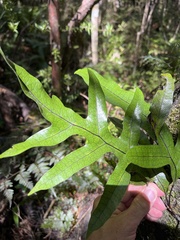 Microsorum pustulatum pustulatum