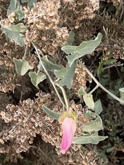 Calystegia macrostegia
