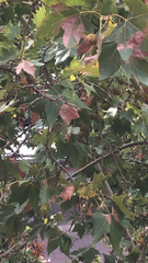 Platanus
