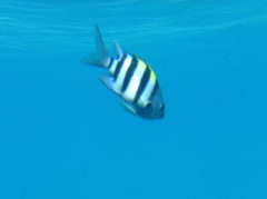 Abudefduf vaigiensis