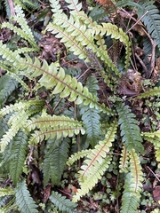 Blechnum chambersii