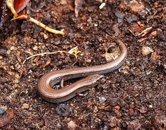 Hemiergis decresiensis