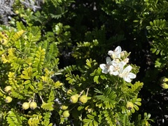 Osteomeles anthyllidifolia