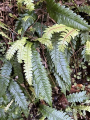 Blechnum chambersii