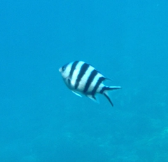 Abudefduf sexfasciatus