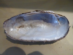 Unio elongatulus