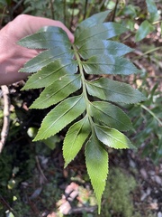 Asplenium obtusatum