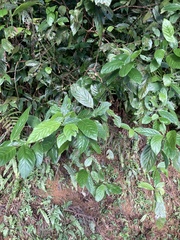 Maesa perlaria formosana