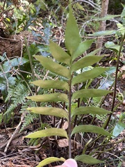 Asplenium obtusatum