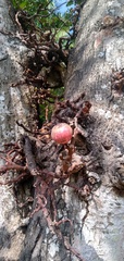Ficus mucuso