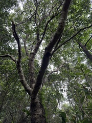 Daphniphyllum oldhami