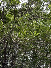 Daphniphyllum oldhami