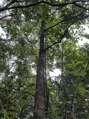 Diospyros morrisiana