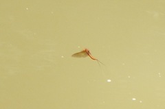 Leptophlebia