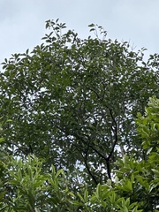Diospyros morrisiana